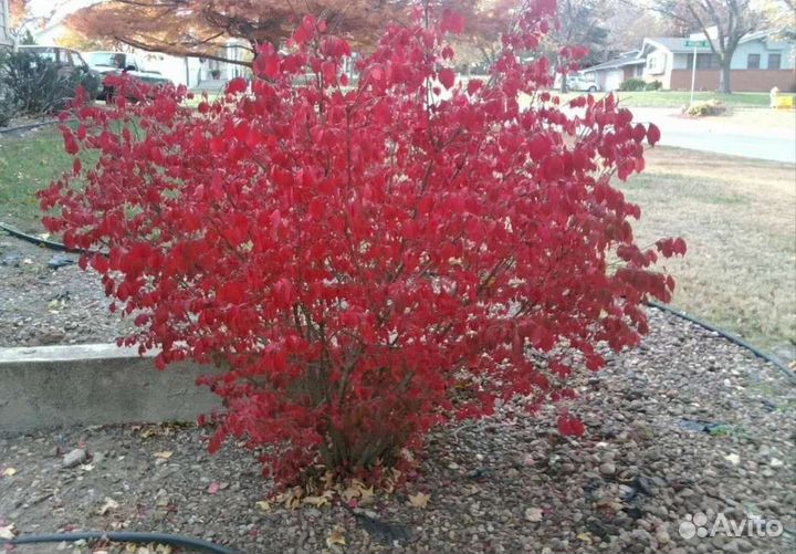 Бересклет крылатый