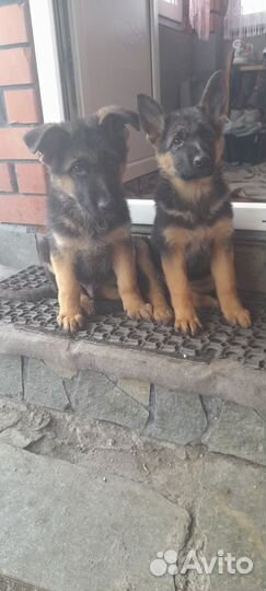 Собака немецкая овчарка