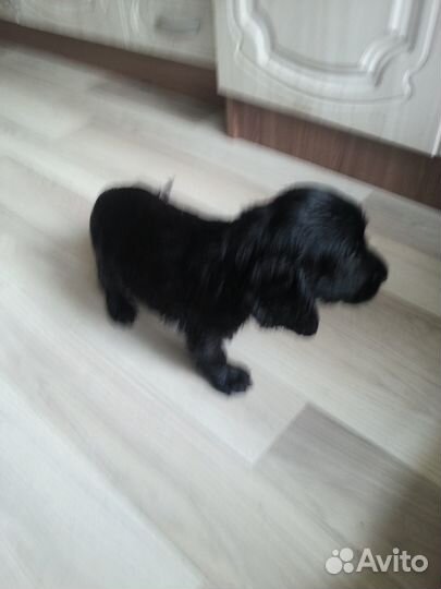 Щенки спаниеля