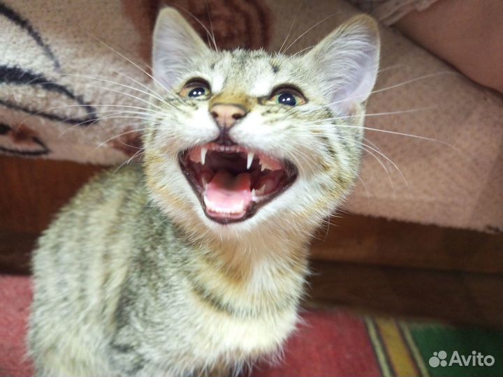 Отдам бесплатно