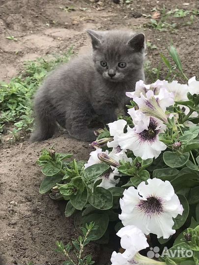 Котята в добрые руки даром