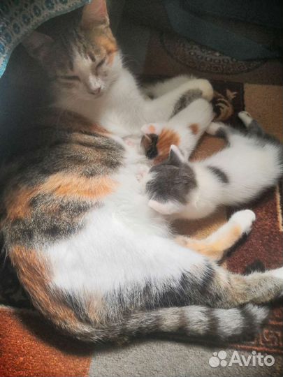 Котята отдам в добрые руки бесплатно