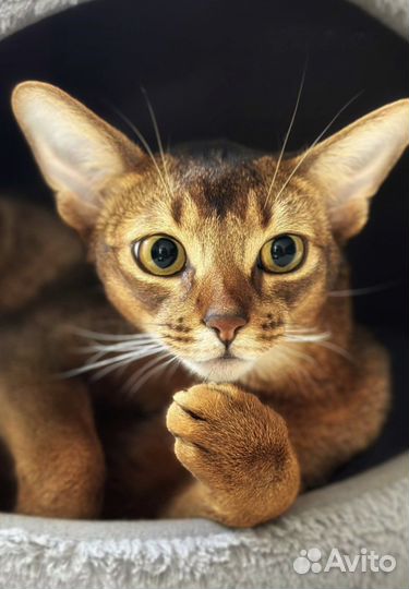 Высокопородные абиссинские котята