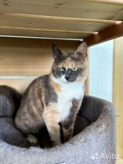 Кошка Шелли