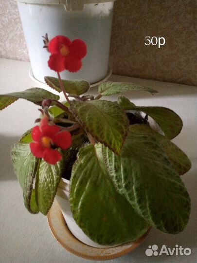 Комнатные цветы