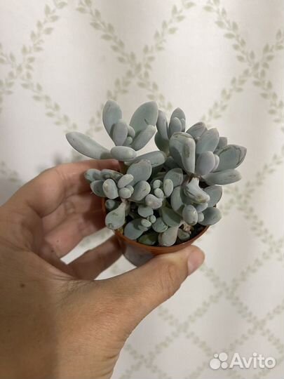 Суккуленты Пахифитум Эхеверии Крестовик Роули