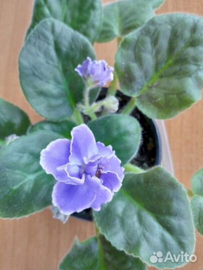Фиалки сортовые,бегонии декоративно лиственные