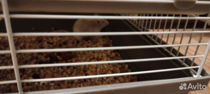 Декоративные мыши