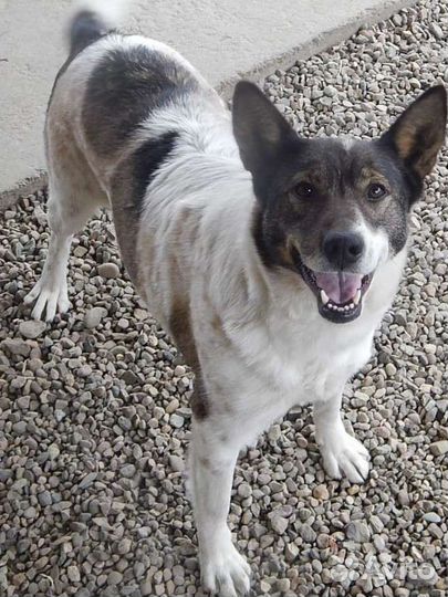 Отдам собаку