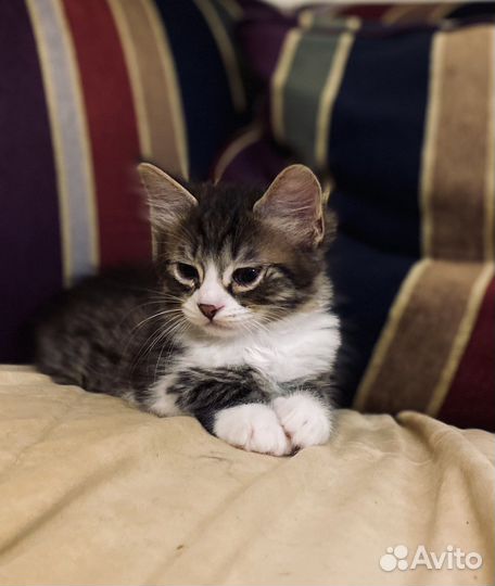 Котята крысоловы