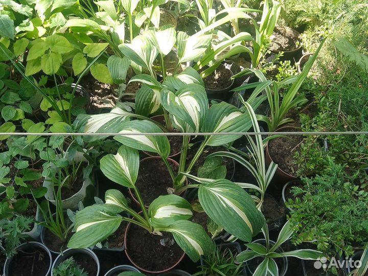 Таволга и многое другое