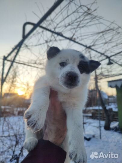 Щенки лайки зсл