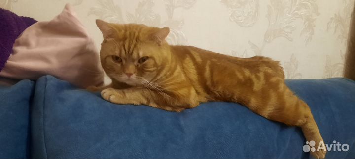 Шотландский кот вязка