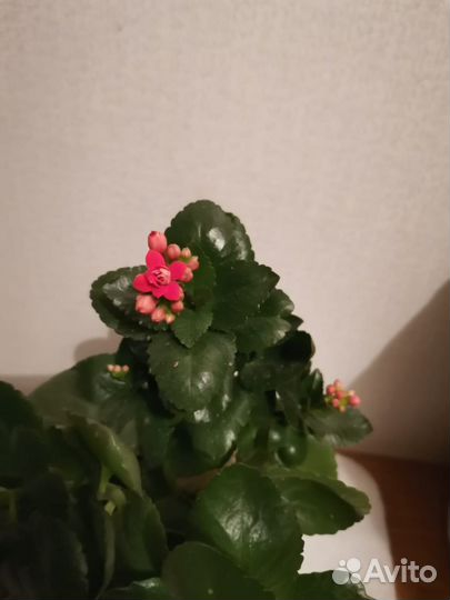 Каланхоэ цветущий