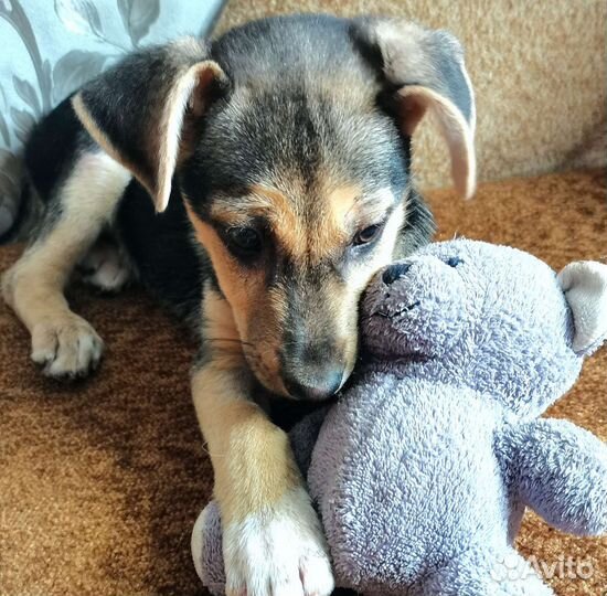 Собака щенки в добрейшие руки