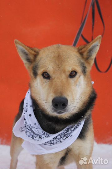 Феникс-ласковый, семейный парень ищет дом