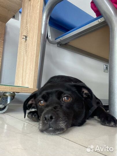 Найдена собака