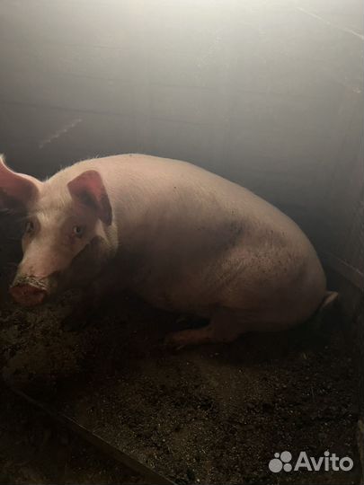 Бараны, бычек,свинья