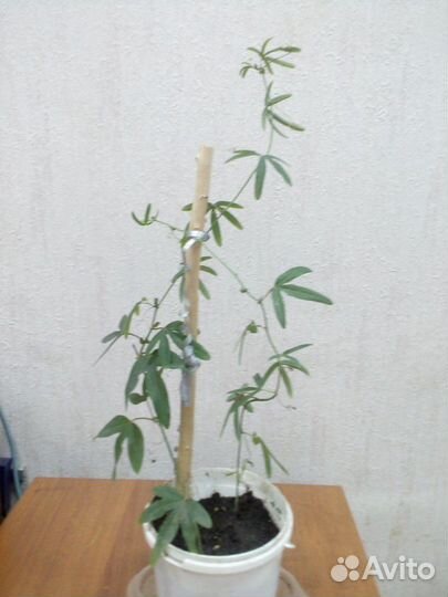 Комнатный цветок
