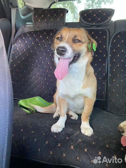 Собаки бесплатно в добрые руки