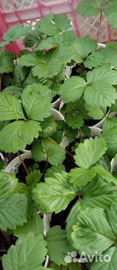 Продается Рассада: помидор, огурцов, перцев, клубн