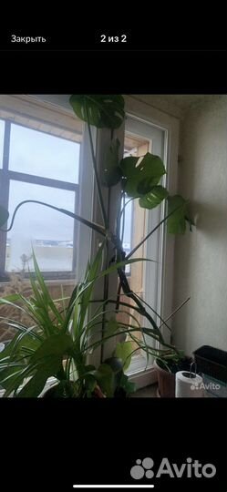 Комнатные цветы