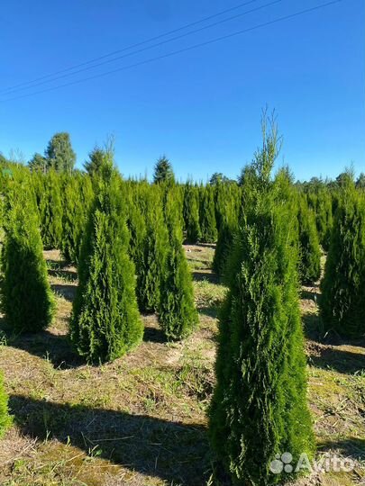 Туя Смарагд