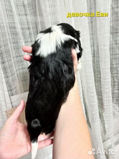 Кавалер кинг чарльз спаниель