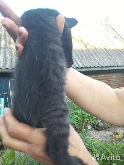 Котятики полосатики мальчики в добрые руки