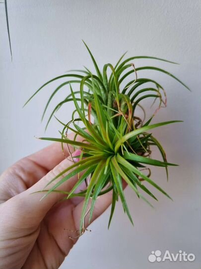 Tillandsia ionantha