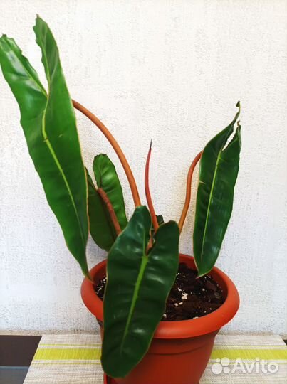 Стрелиция, филодендроны, пилея, традесканция