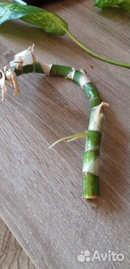 Дифенбахия, глоксиния, кислица