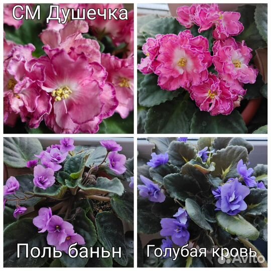 Сортовые фиалки