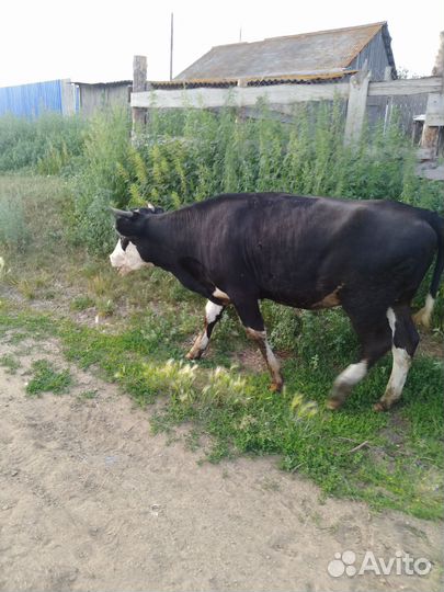 Продам телку