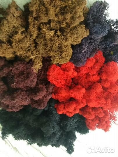 Мох ягель стабилизированный 1кг