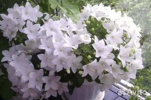 Кампанула невеста