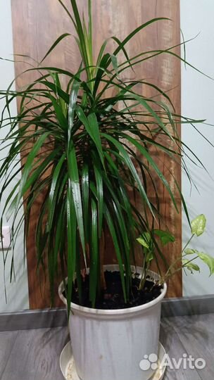 Драцена и сингониум