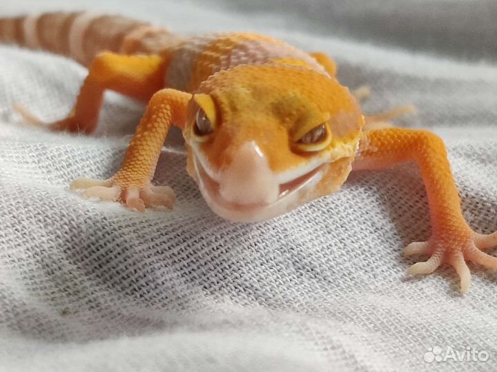 Геккон эублефар детки