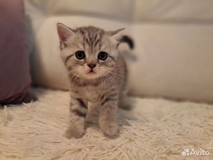 Шотландские вислоухие котята