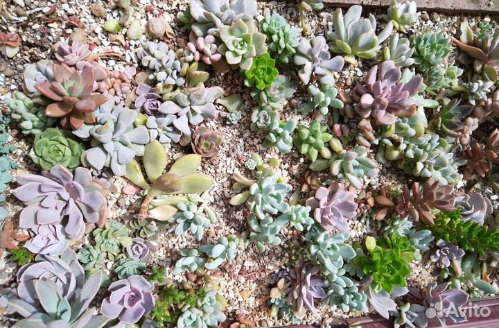 Суккуленты для садиков и флорариумов