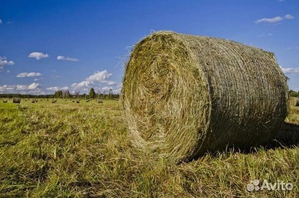 Сено в рулонах