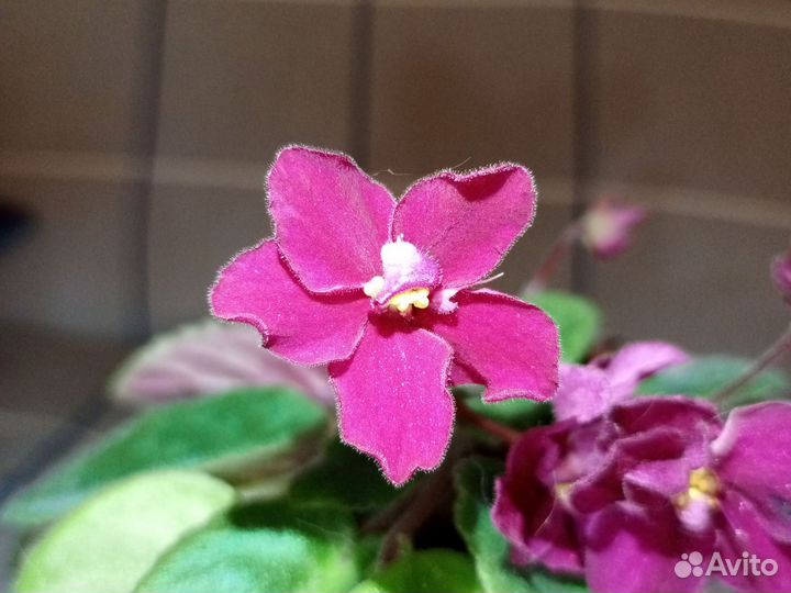 Фиалка в горшках