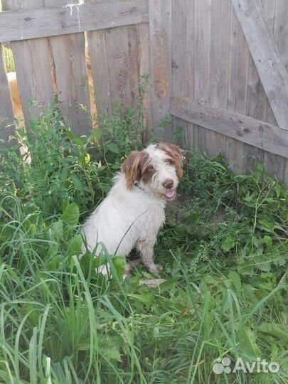 Кудрик в добрые руки