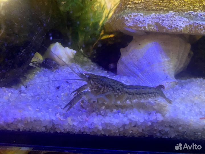 Мраморный рак