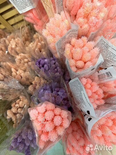 Лагурус, фаларис сухоцветы