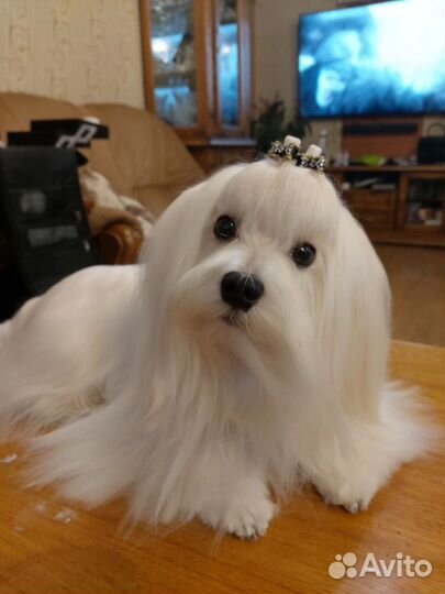 Мальтезе вязка