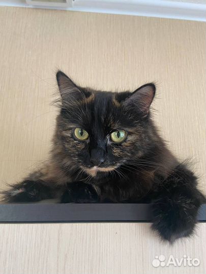 Кошки бесплатно