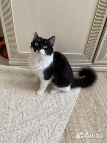 Кошка в добрые руки