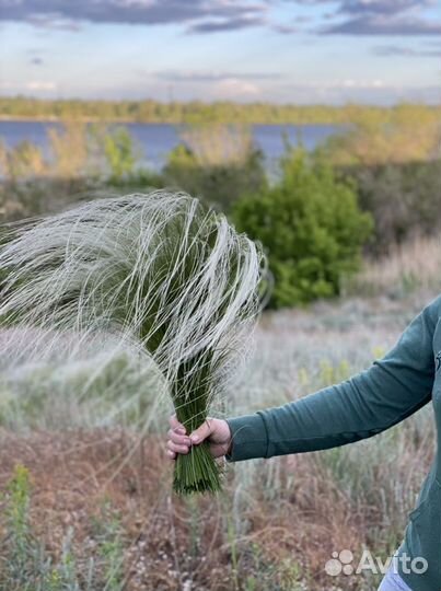 Ковыль и сухоцветы