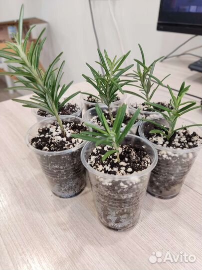 Розмарин в горшке